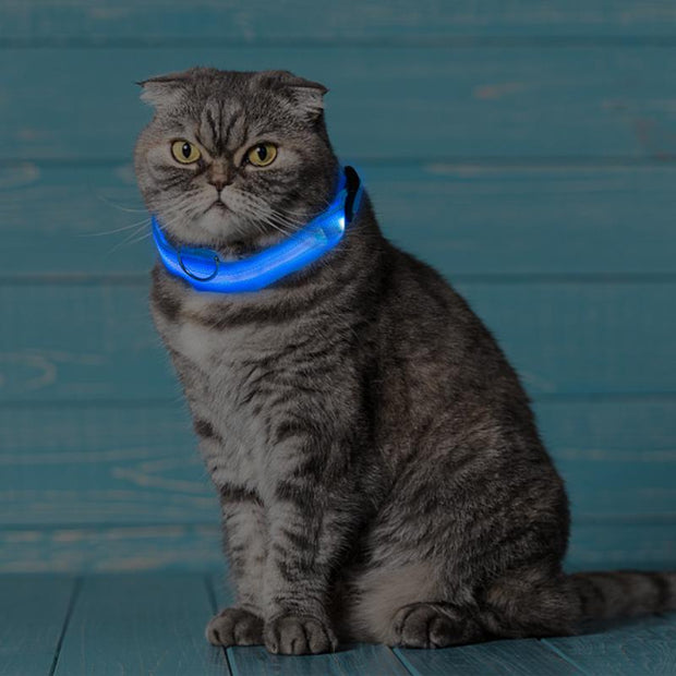 Pet LED Light Up Collar